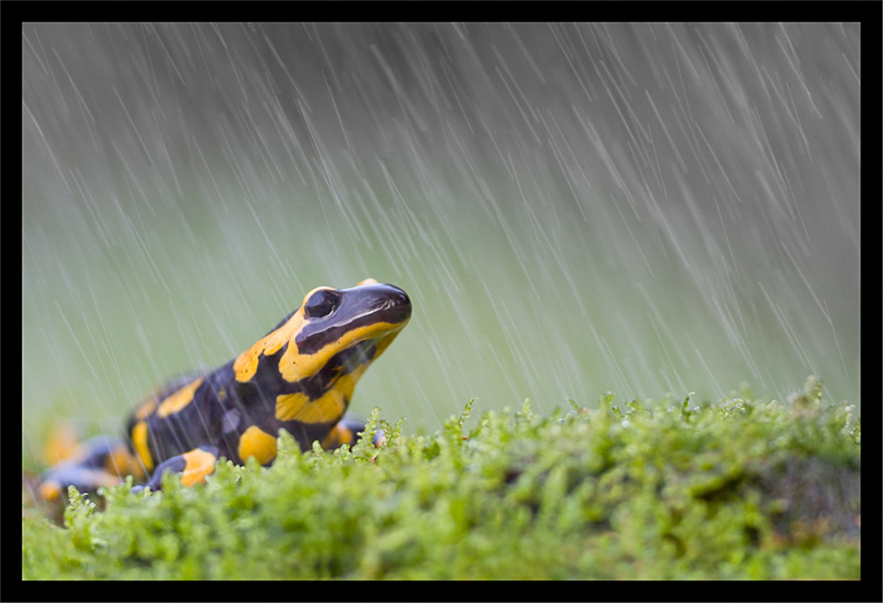 salamandre image et nature.jpg