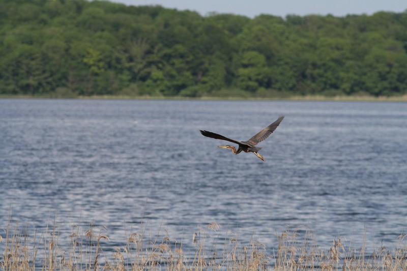 Heron pourpre.jpg