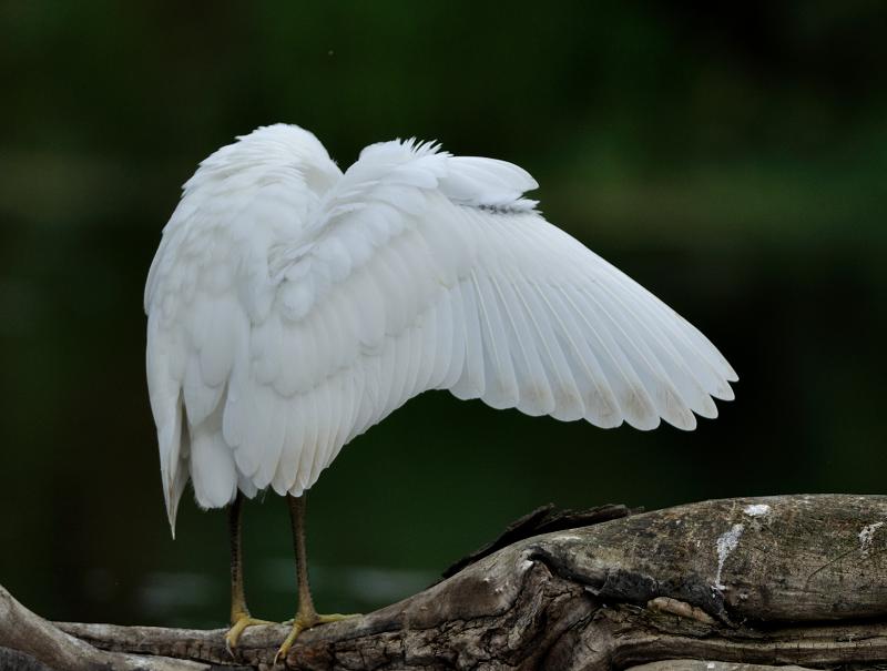 Aigrette garzette.jpg
