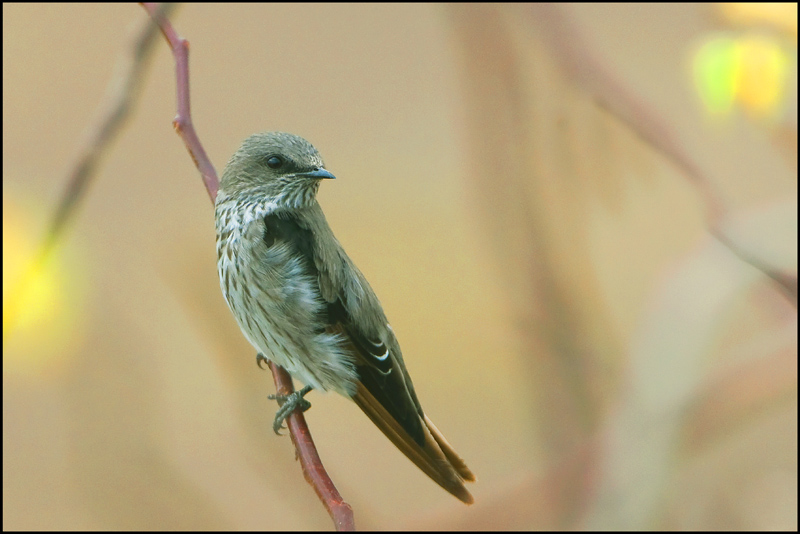 129-hirondelle des mascareignes-.jpg