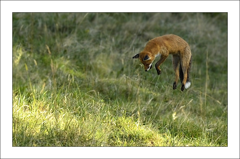 Renard-2012.jpg