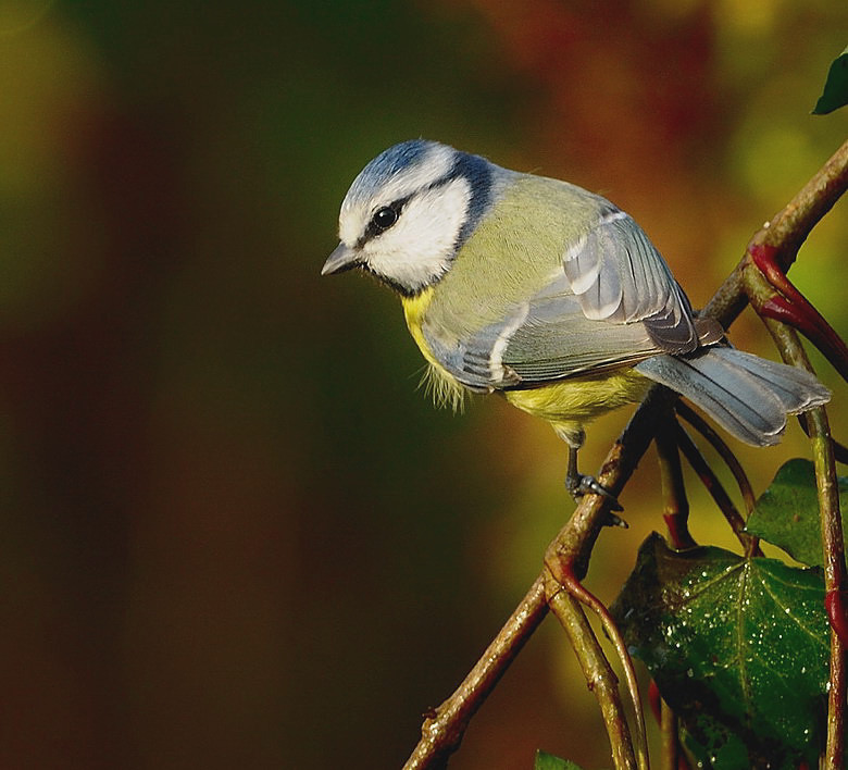 oiseau120.jpg