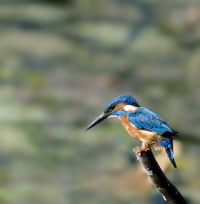 oiseau026.jpg