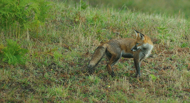 renard7.jpg