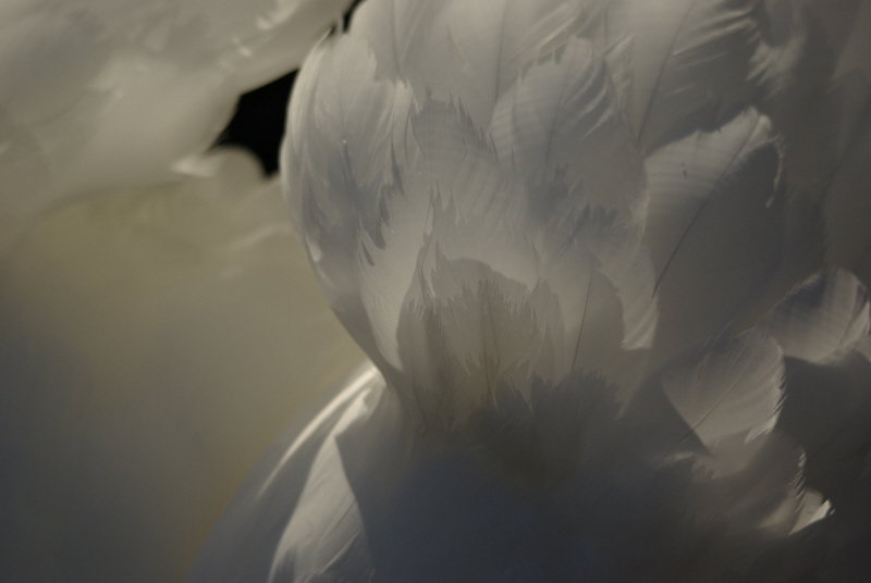 parade du cygne-guillaumeo.jpg