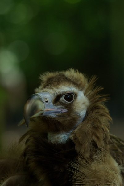 mon truc en plumes - guillaumeo.jpg
