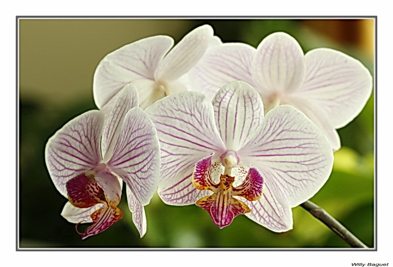 07mars2009 OrchidÃ©es4 009 Cor. [800x600] Filtre2.jpg