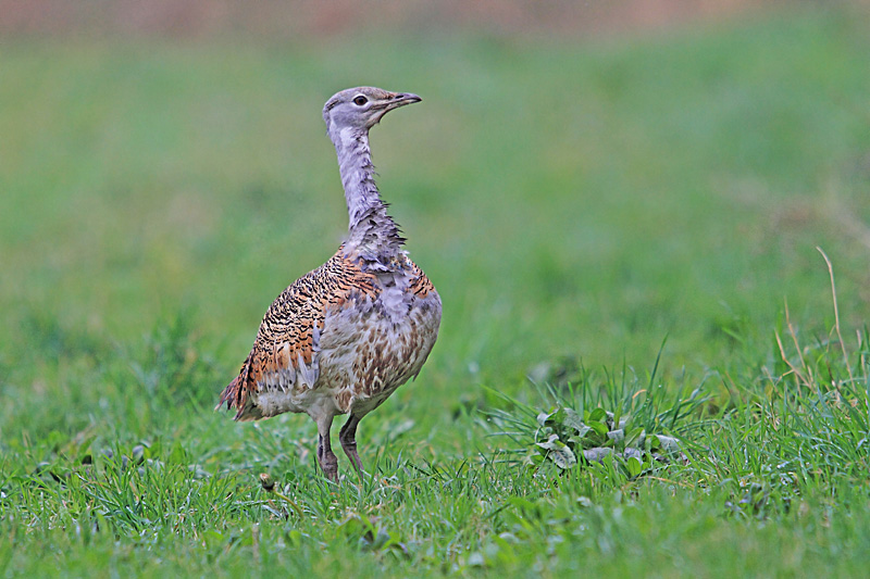 Outarde barbue 22-1 copie.jpg