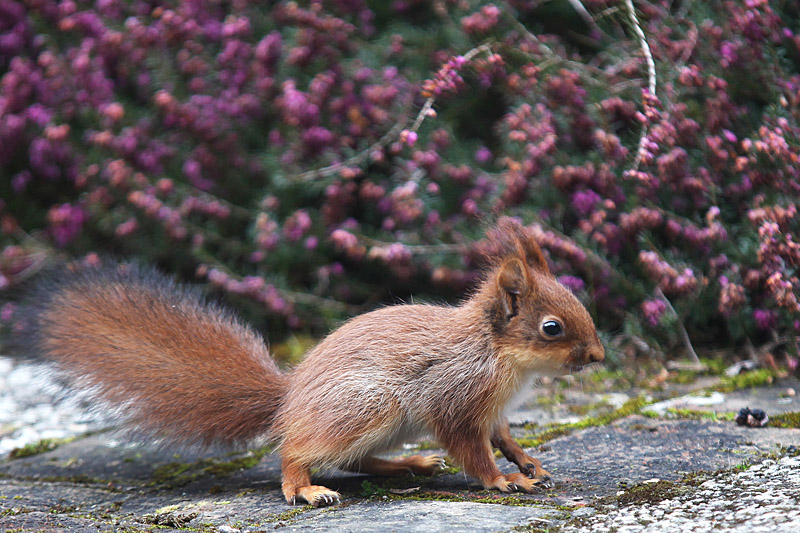 Ecureuil roux_jeune 9 copie.jpg