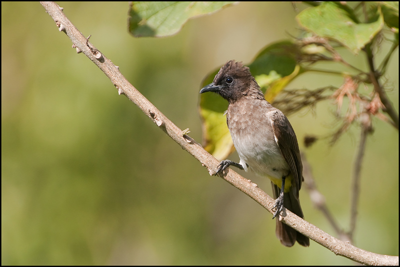 136-Bulbul des jardins.jpg