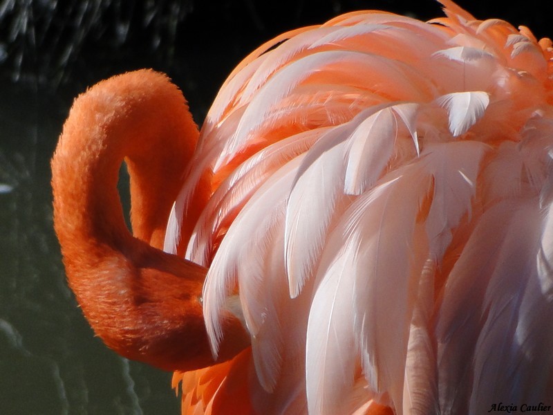 Flamant rose_Phoenicopterus roseus.JPG