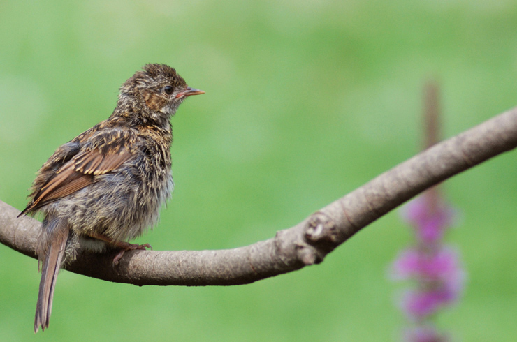 Accenteur juvenil ++.jpg