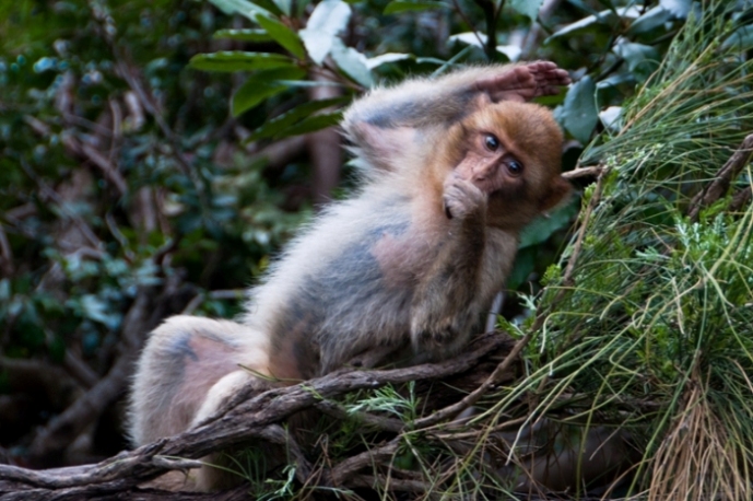 Mcaque berbère 2.jpg