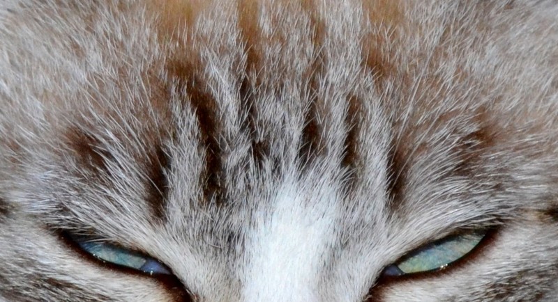 DSC_0353 - Copie (2).JPG