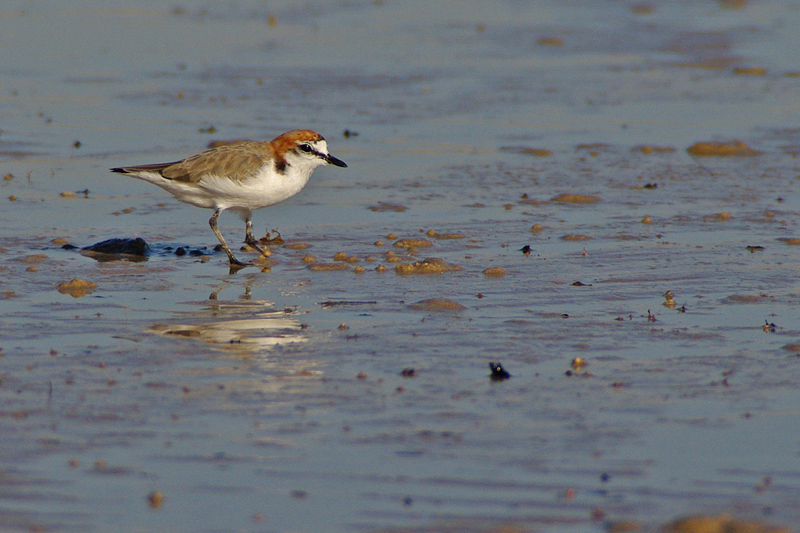 Pluvier à tête rousse AMGP1539.jpg