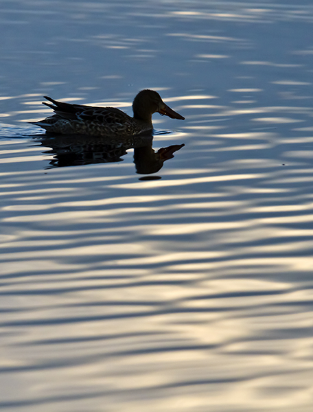 Canard souchet 4083 a.jpg