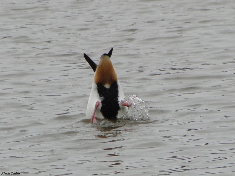 Tadorne de Belon_Tadorna tadorna.JPG