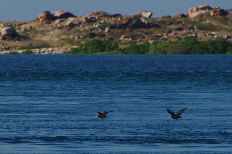 Huitrier fuligineux AMGP0674.jpg