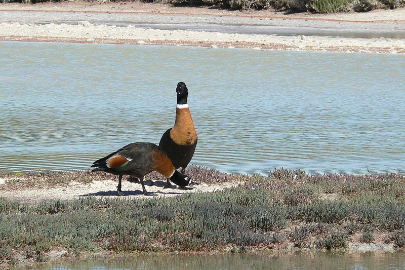 Tadorne d'Australie P1130730.jpg