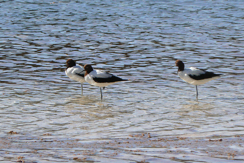 Avocettes d'Australie P1130810.jpg