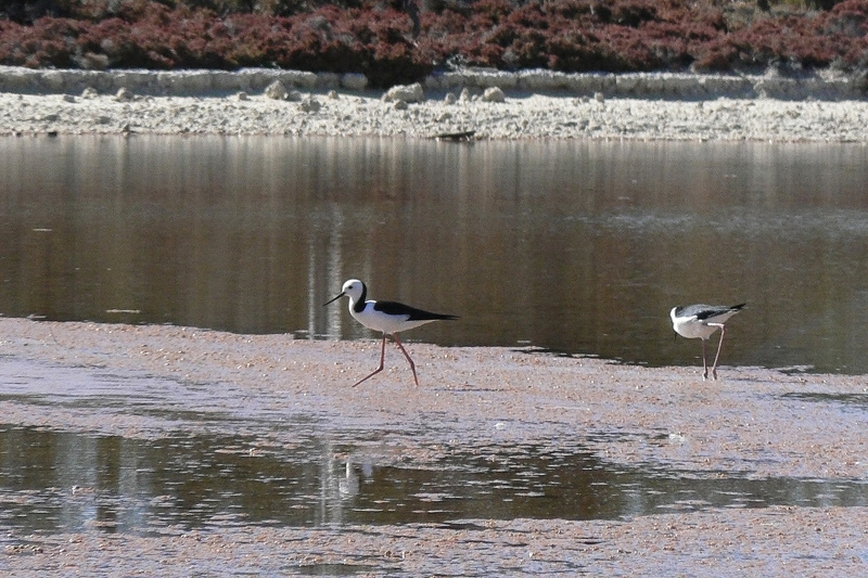 Echasses d'Australie P1130805.jpg