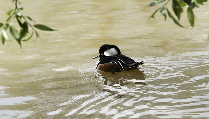 070512Harle couronné Male (10)2.jpg