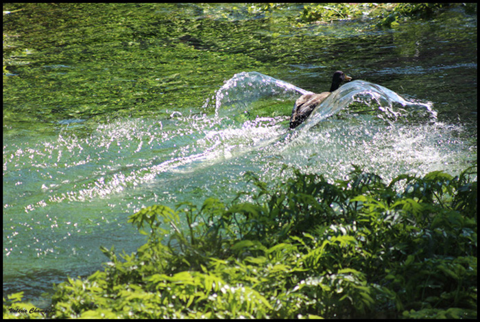 L'envol du Colvert.jpg