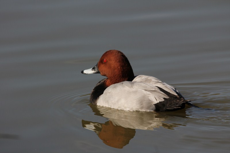 Copie de 05 avril 2011 188.jpg