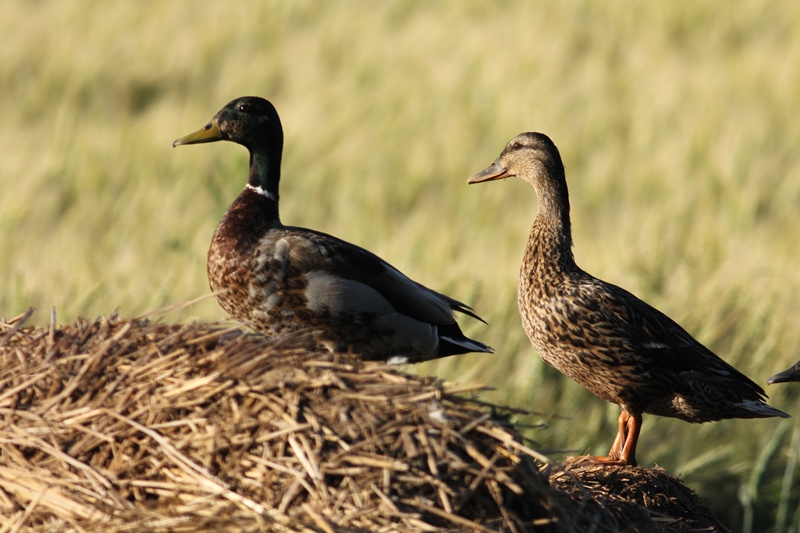 Copie de juin 2012 154.jpg