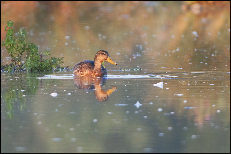 005-canard.jpg