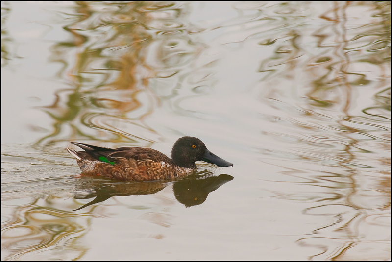 346-canard souchet(m).jpg