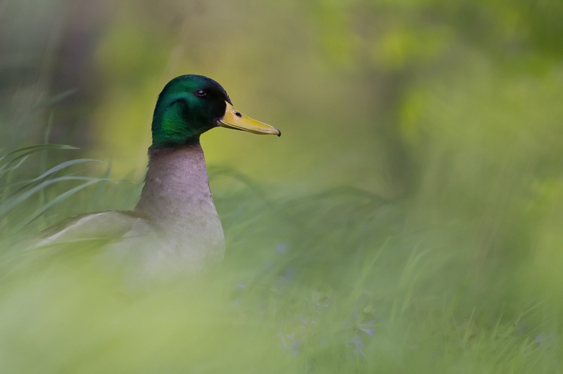 colle verte.jpg