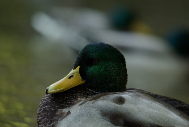 canard sauvage go1.jpg