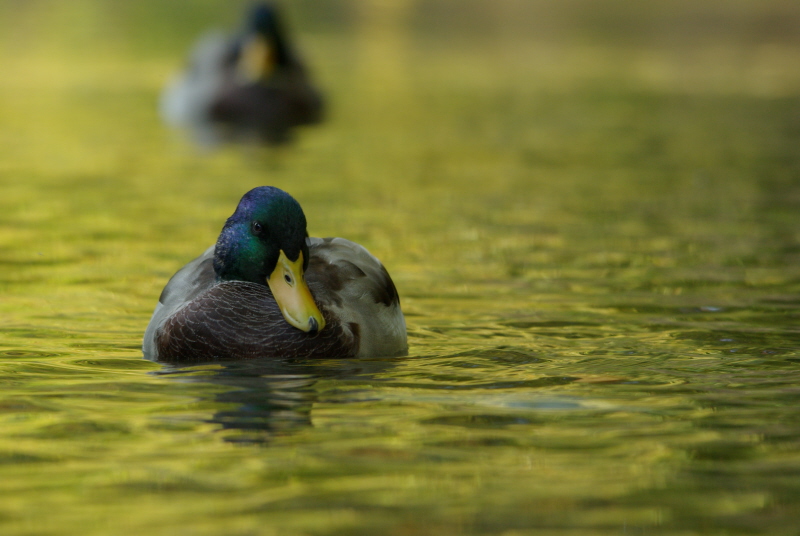 canard sauvage go2.jpg