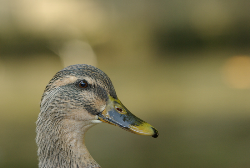 canard sauvage go3.jpg