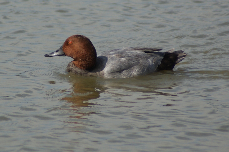 fuligule milouin mâle Camargue (2) (800x533).jpg