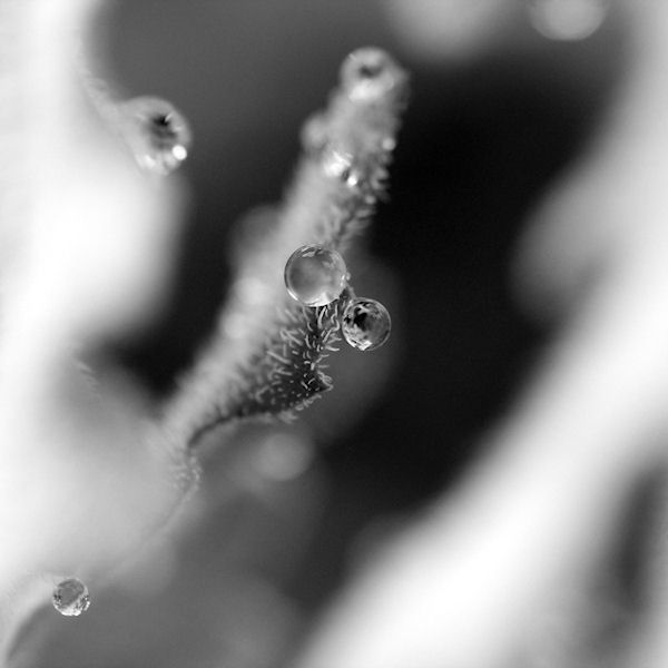 Les larmes du pavot cornu-003.jpg