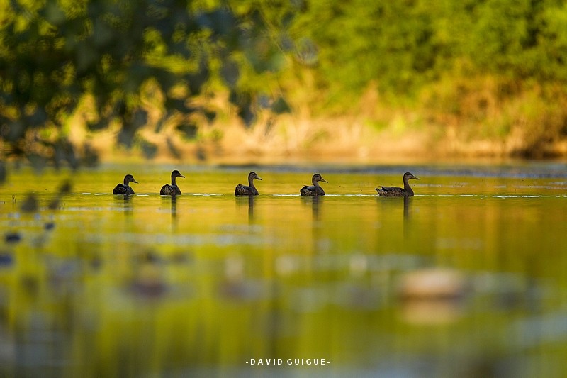 20120810 Canard colvert_4.JPG