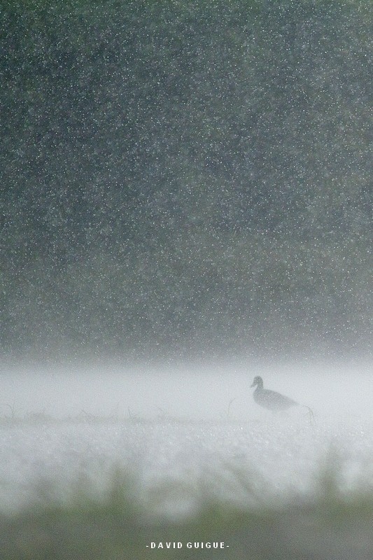 20110826 canard colvertbis.jpg