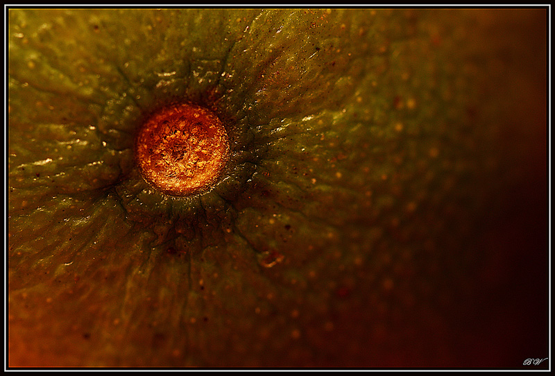 Canon EOS 450D - 0004 (6)DAP.jpg