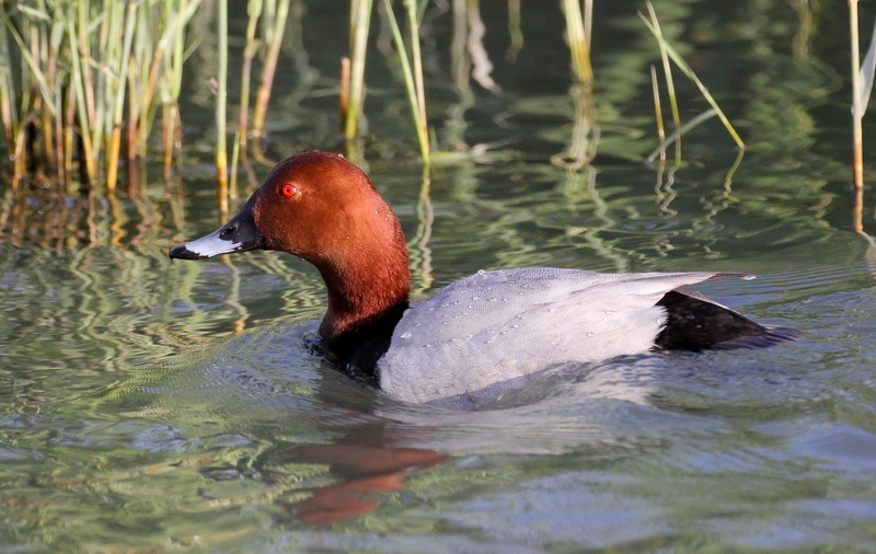 fuligule milouin 2.jpg