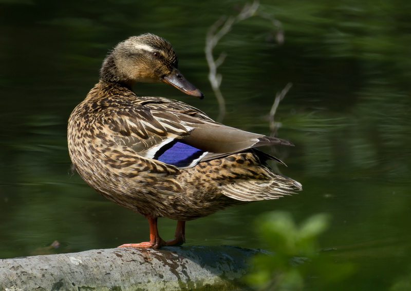 femelle du col vert 2.jpg