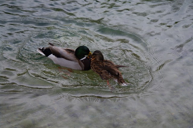 IMGP6677 [640x480].jpg