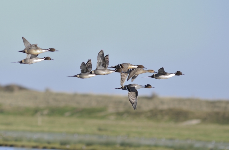 _DSC0255 pilet _01.JPG