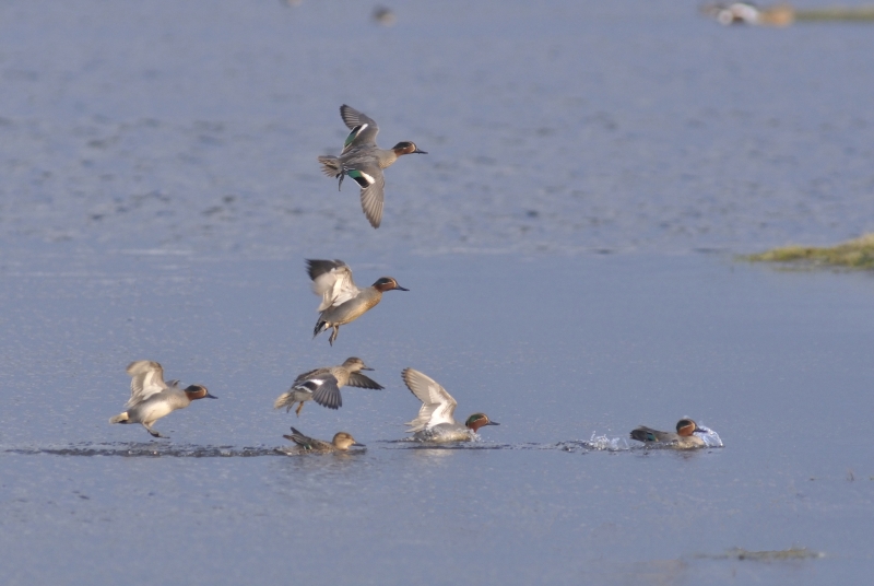 sarcelle 01-02-12_DSC0206_01.JPG