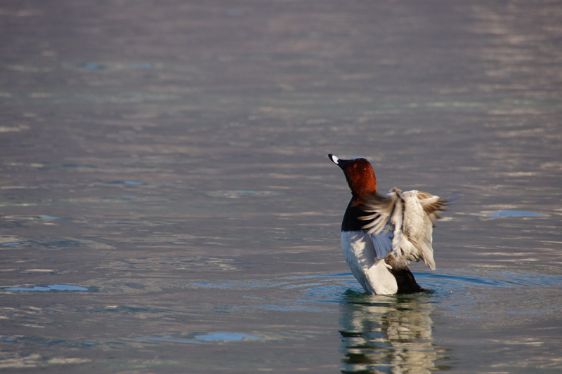 filigule milloin.JPG