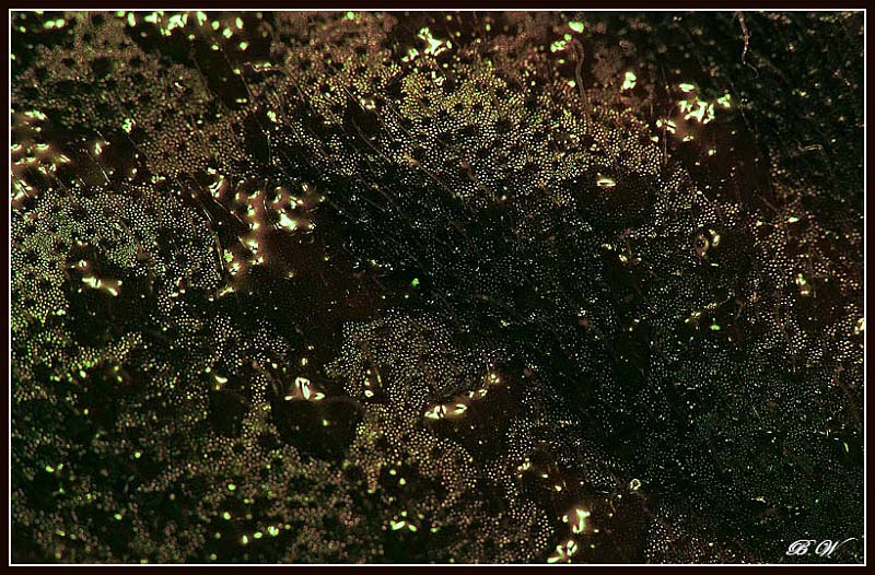 Canon EOS 450D - 0017 (3)PRA2.jpg