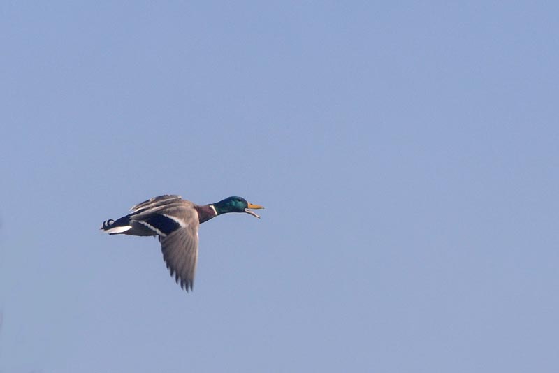 colvert en vol n7.jpg