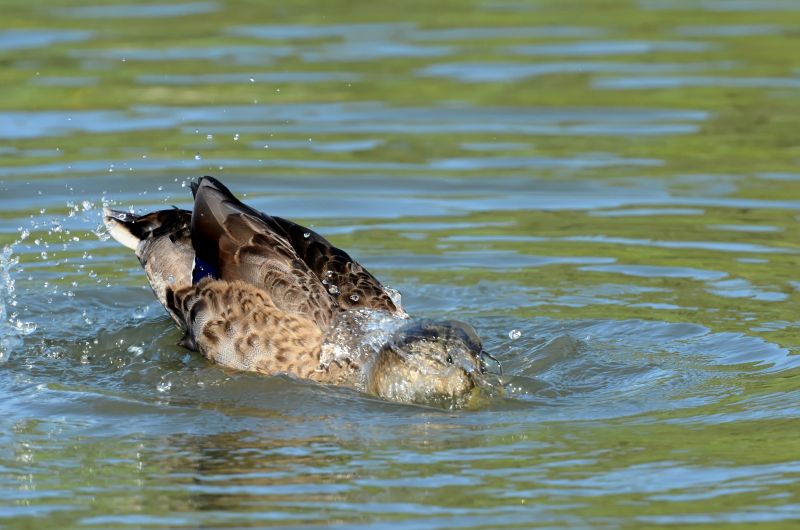 1208-Canard colvert-02.JPG