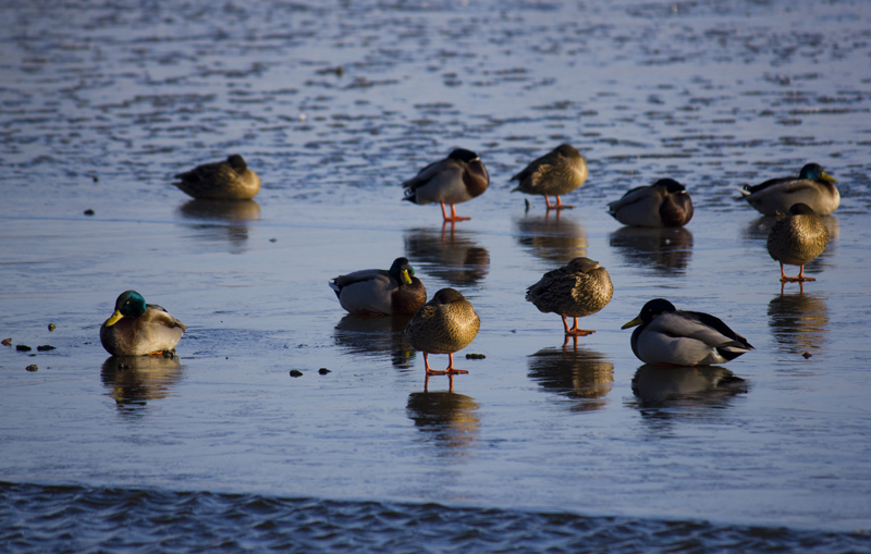 canards1 hiver.jpg